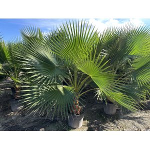 Palma vláknitá (Washingtonia filifera)  – výška kmeňa: 30-40 cm, celková výška: 150-180 cm, kont. C30L (-10°C) 